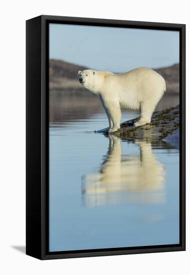 Canada, Nunavut, Repulse Bay, Polar Bears Standing Along Shoreline-Paul Souders-Framed Stretched Canvas