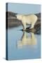 Canada, Nunavut, Repulse Bay, Polar Bears Standing Along Shoreline-Paul Souders-Stretched Canvas