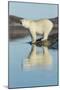 Canada, Nunavut, Repulse Bay, Polar Bears Standing Along Shoreline-Paul Souders-Mounted Photographic Print