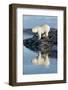 Canada, Nunavut, Repulse Bay, Polar Bears Standing Along the Shore-Paul Souders-Framed Photographic Print