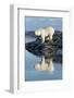 Canada, Nunavut, Repulse Bay, Polar Bears Standing Along the Shore-Paul Souders-Framed Photographic Print