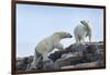 Canada, Nunavut, Repulse Bay, Polar Bears Walking across Stony Ridge-Paul Souders-Framed Photographic Print