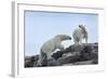 Canada, Nunavut, Repulse Bay, Polar Bears Walking across Stony Ridge-Paul Souders-Framed Photographic Print