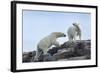 Canada, Nunavut, Repulse Bay, Polar Bears Walking across Stony Ridge-Paul Souders-Framed Photographic Print