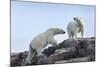 Canada, Nunavut, Repulse Bay, Polar Bears Walking across Stony Ridge-Paul Souders-Mounted Photographic Print