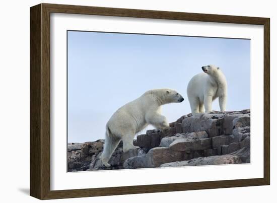 Canada, Nunavut, Repulse Bay, Polar Bears Walking across Stony Ridge-Paul Souders-Framed Photographic Print