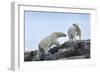 Canada, Nunavut, Repulse Bay, Polar Bears Walking across Stony Ridge-Paul Souders-Framed Photographic Print