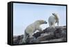 Canada, Nunavut, Repulse Bay, Polar Bears Walking across Stony Ridge-Paul Souders-Framed Stretched Canvas