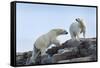 Canada, Nunavut, Repulse Bay, Polar Bears Walking across Stony Ridge-Paul Souders-Framed Stretched Canvas
