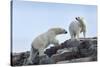 Canada, Nunavut, Repulse Bay, Polar Bears Walking across Stony Ridge-Paul Souders-Stretched Canvas