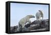 Canada, Nunavut, Repulse Bay, Polar Bears Walking across Stony Ridge-Paul Souders-Framed Stretched Canvas