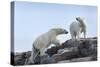 Canada, Nunavut, Repulse Bay, Polar Bears Walking across Stony Ridge-Paul Souders-Stretched Canvas