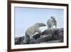 Canada, Nunavut, Repulse Bay, Polar Bears Walking across Stony Ridge-Paul Souders-Framed Photographic Print