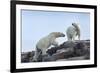 Canada, Nunavut, Repulse Bay, Polar Bears Walking across Stony Ridge-Paul Souders-Framed Photographic Print