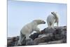 Canada, Nunavut, Repulse Bay, Polar Bears Walking across Stony Ridge-Paul Souders-Mounted Photographic Print