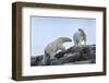 Canada, Nunavut, Repulse Bay, Polar Bears Walking across Stony Ridge-Paul Souders-Framed Photographic Print