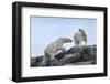 Canada, Nunavut, Repulse Bay, Polar Bears Walking across Stony Ridge-Paul Souders-Framed Photographic Print