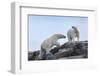 Canada, Nunavut, Repulse Bay, Polar Bears Walking across Stony Ridge-Paul Souders-Framed Photographic Print