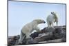 Canada, Nunavut, Repulse Bay, Polar Bears Walking across Stony Ridge-Paul Souders-Mounted Photographic Print