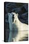 Canada, Nunavut, Repulse Bay, Polar Bears Yawning in Water-Paul Souders-Stretched Canvas