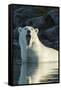 Canada, Nunavut, Repulse Bay, Polar Bears Yawning in Water-Paul Souders-Framed Stretched Canvas