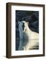 Canada, Nunavut, Repulse Bay, Polar Bears Yawning in Water-Paul Souders-Framed Photographic Print