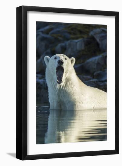 Canada, Nunavut, Repulse Bay, Polar Bears Yawning in Water-Paul Souders-Framed Photographic Print