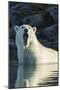 Canada, Nunavut, Repulse Bay, Polar Bears Yawning in Water-Paul Souders-Mounted Photographic Print