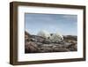 Canada, Nunavut, Repulse Bay, Two Polar Bears Resting Along a Ridge-Paul Souders-Framed Photographic Print