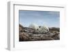 Canada, Nunavut, Repulse Bay, Two Polar Bears Resting Along a Ridge-Paul Souders-Framed Photographic Print