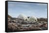 Canada, Nunavut, Repulse Bay, Two Polar Bears Resting Along a Ridge-Paul Souders-Framed Stretched Canvas
