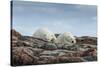 Canada, Nunavut, Repulse Bay, Two Polar Bears Resting Along a Ridge-Paul Souders-Stretched Canvas