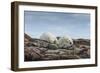 Canada, Nunavut, Repulse Bay, Two Polar Bears Resting Along a Ridge-Paul Souders-Framed Photographic Print