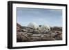 Canada, Nunavut, Repulse Bay, Two Polar Bears Resting Along a Ridge-Paul Souders-Framed Photographic Print