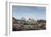 Canada, Nunavut, Repulse Bay, Two Polar Bears Resting Along a Ridge-Paul Souders-Framed Photographic Print