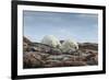 Canada, Nunavut, Repulse Bay, Two Polar Bears Resting Along a Ridge-Paul Souders-Framed Photographic Print