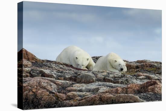 Canada, Nunavut, Repulse Bay, Two Polar Bears Resting Along a Ridge-Paul Souders-Stretched Canvas