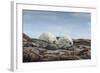 Canada, Nunavut, Repulse Bay, Two Polar Bears Resting Along a Ridge-Paul Souders-Framed Photographic Print