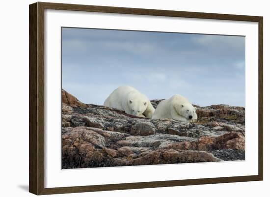 Canada, Nunavut, Repulse Bay, Two Polar Bears Resting Along a Ridge-Paul Souders-Framed Photographic Print