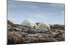 Canada, Nunavut, Repulse Bay, Two Polar Bears Resting Along a Ridge-Paul Souders-Mounted Photographic Print