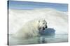 Canada, Nunavut Territory, Polar Bear on an Iceberg in Hudson Bay-Paul Souders-Stretched Canvas