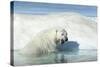 Canada, Nunavut Territory, Polar Bear on an Iceberg in Hudson Bay-Paul Souders-Stretched Canvas