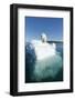 Canada, Nunavut Territory, Polar Bear on an Iceberg in Hudson Bay-Paul Souders-Framed Photographic Print