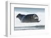 Canada, Nunavut Territory, Repulse Bay, Bearded Seal Resting in Summer Sun on Sea Ice on Hudson Bay-Paul Souders-Framed Photographic Print