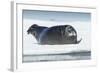 Canada, Nunavut Territory, Repulse Bay, Bearded Seal Resting in Summer Sun on Sea Ice on Hudson Bay-Paul Souders-Framed Photographic Print