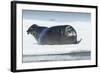 Canada, Nunavut Territory, Repulse Bay, Bearded Seal Resting in Summer Sun on Sea Ice on Hudson Bay-Paul Souders-Framed Photographic Print