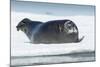 Canada, Nunavut Territory, Repulse Bay, Bearded Seal Resting in Summer Sun on Sea Ice on Hudson Bay-Paul Souders-Mounted Photographic Print