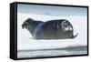 Canada, Nunavut Territory, Repulse Bay, Bearded Seal Resting in Summer Sun on Sea Ice on Hudson Bay-Paul Souders-Framed Stretched Canvas