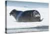 Canada, Nunavut Territory, Repulse Bay, Bearded Seal Resting in Summer Sun on Sea Ice on Hudson Bay-Paul Souders-Stretched Canvas