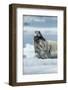 Canada, Nunavut Territory, Repulse Bay, Bearded Seal Resting in Summer Sun on Sea Ice on Hudson Bay-Paul Souders-Framed Photographic Print